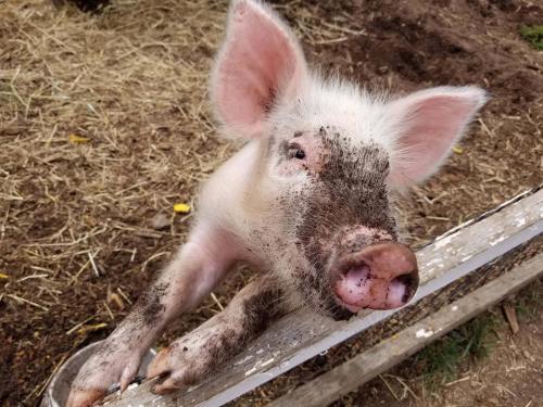 A cute piglet with a muddy snout leans over a wooden fence, surrounded by straw and dirt.