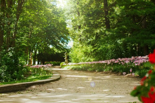 A serene garden path lined with pink flowers, surrounded by lush greenery and dappled sunlight.