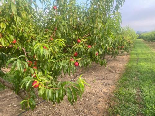 A row of peach trees with ripe, red peaches hanging among lush green leaves in a sunny orchard.