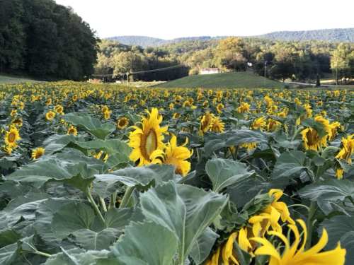 A vibrant field of sunflowers stretches across rolling hills under a clear sky.