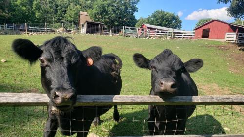Two black cows with curious expressions lean over a wooden fence in a green pasture, with barns in the background.