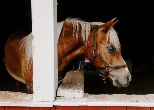 A chestnut horse with a flowing mane peeks out from a stable window, looking thoughtfully to the side.