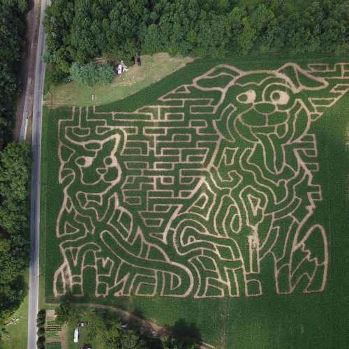 Aerial view of a corn maze featuring a cat and dog design, surrounded by trees and a road.