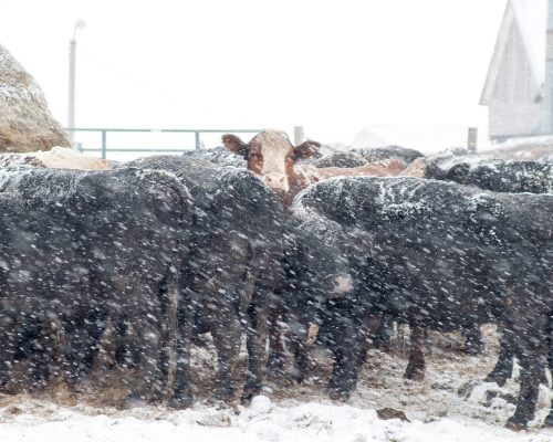 A snowy scene with a group of black cows, one brown and white cow stands out among them.