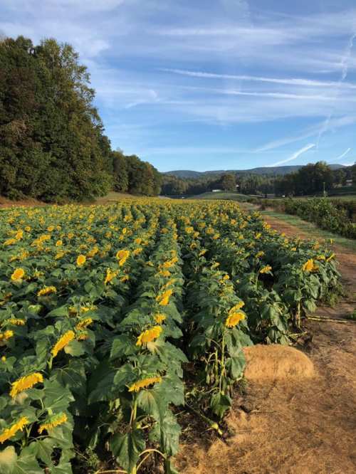 A vibrant field of sunflowers stretches towards the horizon under a blue sky with wispy clouds.