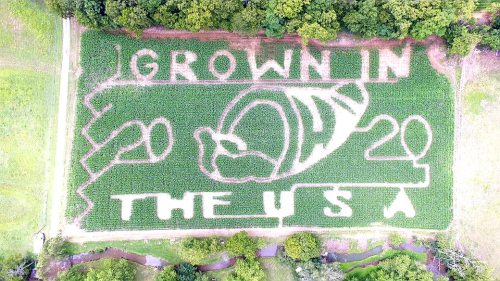 Aerial view of a corn maze featuring the words "Grown in the USA" and a corn cob design carved into the field.
