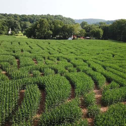 Aerial view of a lush green cornfield with winding paths, surrounded by trees and distant buildings.