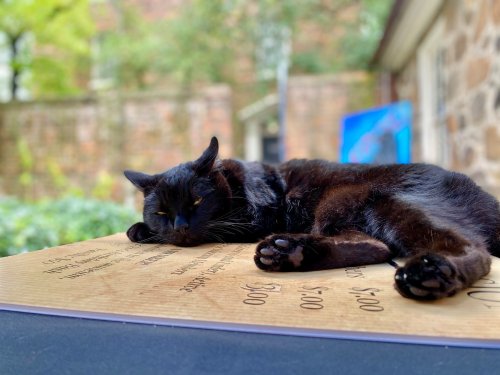 A black cat lounging on a wooden surface, resting with its paws stretched out and eyes half-closed.