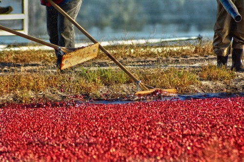 Workers harvest cranberries from a flooded field, using long tools to gather the bright red fruit.
