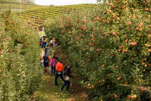 People walking through an apple orchard, surrounded by trees laden with ripe apples and rolling green hills in the background.