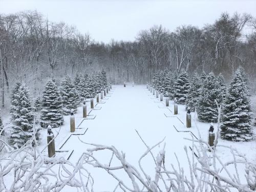 A snowy landscape with evergreen trees lining a path, leading into a winter forest.