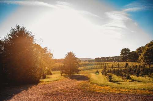 A sunlit landscape with a gravel path leading through lush greenery and trees, under a clear blue sky.