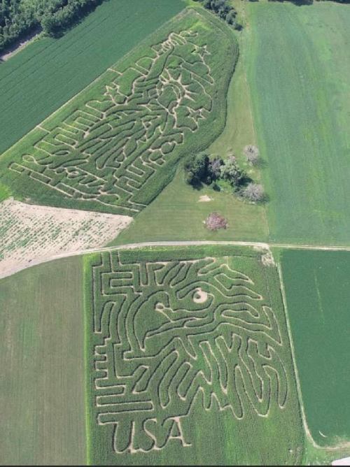 Aerial view of two large corn mazes shaped like a lion and a stylized face, surrounded by green fields.