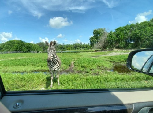 A zebra stands near a car, surrounded by green grass and trees under a blue sky with fluffy clouds.