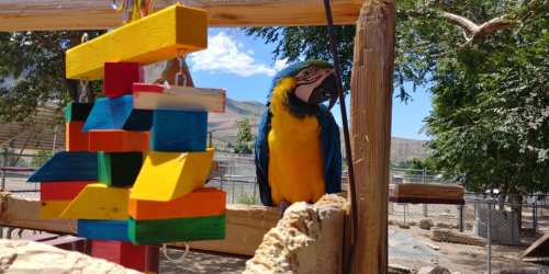 A colorful macaw perched beside a vibrant wooden toy in a sunny outdoor setting.