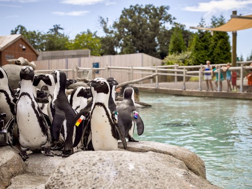 A group of penguins stands on rocks near a pool, with visitors watching from a distance in a sunny outdoor setting.