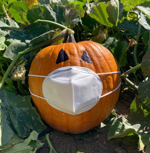 A pumpkin with a face painted on it, wearing a white mask, surrounded by green pumpkin vines.