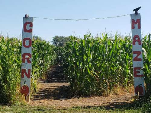 A wooden entrance with "Corn Maze" painted on it, leading into a tall cornfield under a clear blue sky.