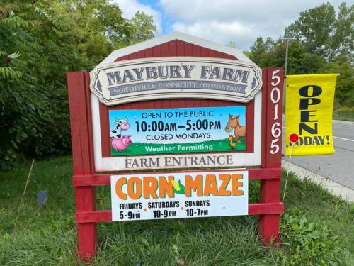 Sign for Maybury Farm with hours, "Open to the Public 10 AM - 5 PM," and a corn maze schedule. Bright yellow "Open" flag.