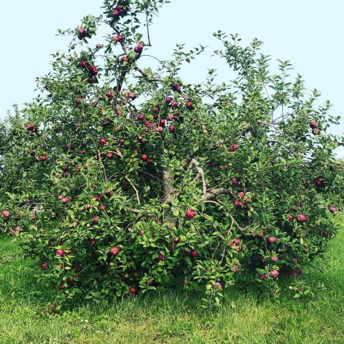 A lush apple tree laden with ripe red apples, surrounded by green grass under a clear blue sky.