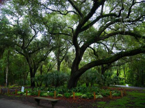 A lush green park scene featuring large trees, palm plants, and a wooden bench surrounded by vibrant foliage.