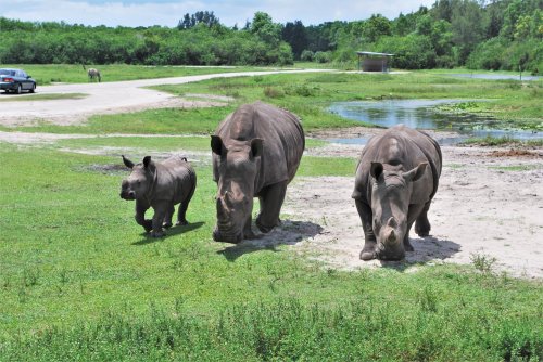 Three rhinoceroses, including a baby, walk across a grassy area near a road and water in a natural setting.