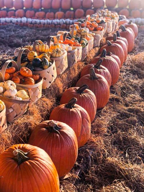 A row of pumpkins and baskets of colorful gourds on a bed of hay, with a backdrop of more pumpkins.