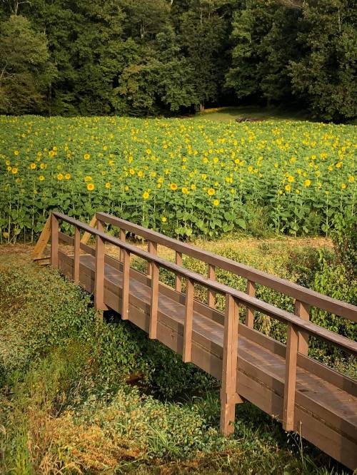 A wooden bridge crosses a small stream, leading to a vibrant field of sunflowers under a green tree canopy.