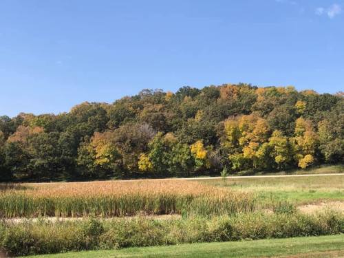 A scenic view of a hillside with vibrant autumn foliage and a grassy field in the foreground under a clear blue sky.