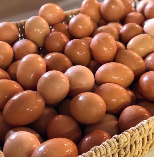 A close-up of a woven basket filled with numerous brown eggs, glistening with moisture.