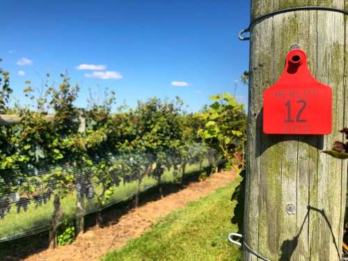 A red tag labeled "Merlot 12 2012" on a wooden post beside a lush vineyard under a clear blue sky.