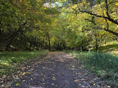 A serene forest path lined with trees displaying vibrant autumn leaves and scattered fallen leaves on the ground.