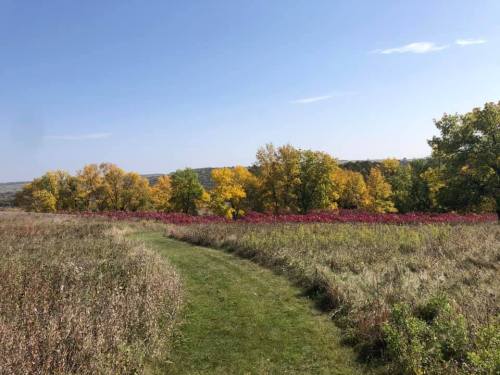 A winding path through a grassy field leads to vibrant autumn trees in shades of yellow and red under a clear blue sky.