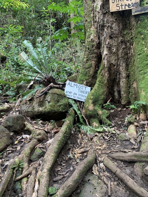 A sign reading "ALMOST THERE" is placed near a large tree trunk, surrounded by moss and roots in a lush forest.