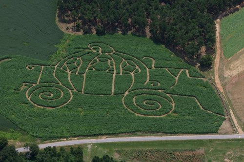 Aerial view of a corn maze shaped like a pumpkin carriage, surrounded by green fields and trees.