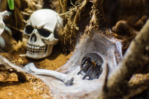 A skull and a bone lie near a spider's web, where a tarantula is resting inside its burrow.