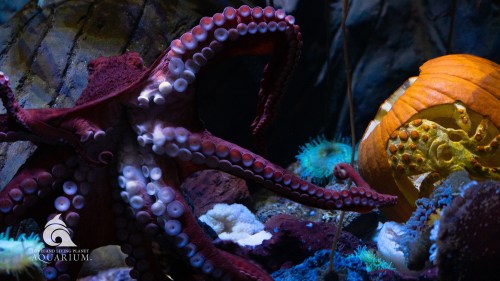 A vibrant octopus with prominent tentacles in an aquarium, surrounded by colorful marine life and a decorative pumpkin.