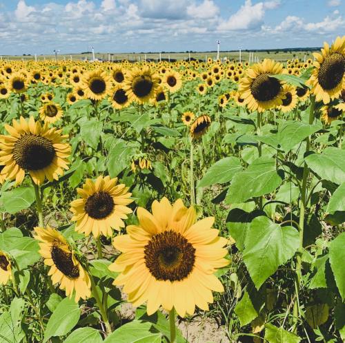 A vibrant field of sunflowers under a blue sky with fluffy clouds, showcasing bright yellow blooms and green leaves.