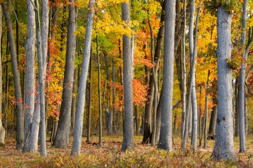 A vibrant forest scene with tall trees displaying autumn foliage in shades of yellow, orange, and red.