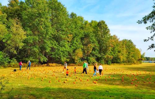 A group of people walking among pumpkins in a grassy field surrounded by trees on a sunny day.