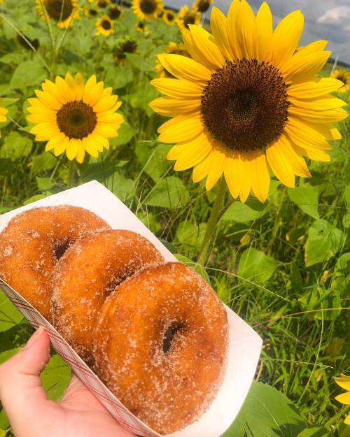 A hand holding a tray of three sugar-coated donuts in front of a vibrant sunflower field.