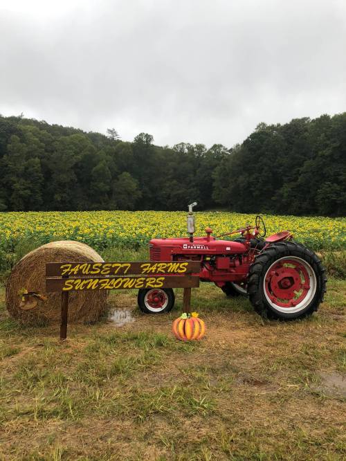 A red tractor beside a hay bale and a pumpkin, with a sign reading "Hausett Farms Sunflowers" in a sunflower field.