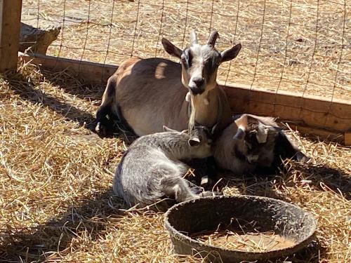 Two goats resting on straw, one nursing from the other, with a bowl nearby. Sunlight filters through a fence.