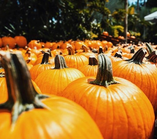A vibrant field of orange pumpkins with green stems, surrounded by lush greenery.