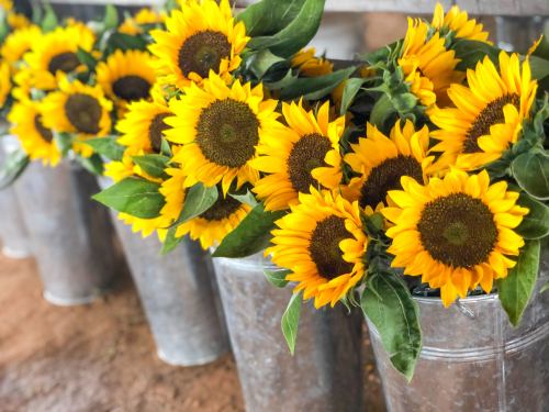Bright sunflowers with green leaves arranged in metal buckets, creating a cheerful and vibrant display.