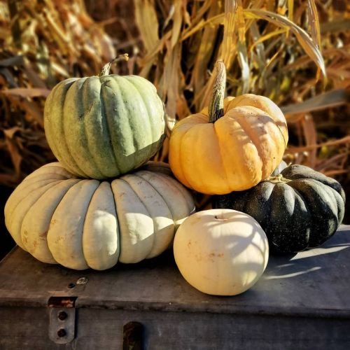 A stack of various pumpkins in shades of green, orange, and white, set against a backdrop of corn stalks.