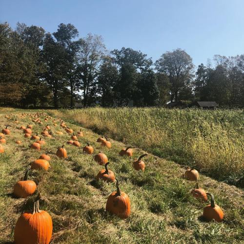 A sunny pumpkin patch with rows of pumpkins on green grass, surrounded by trees and a clear blue sky.