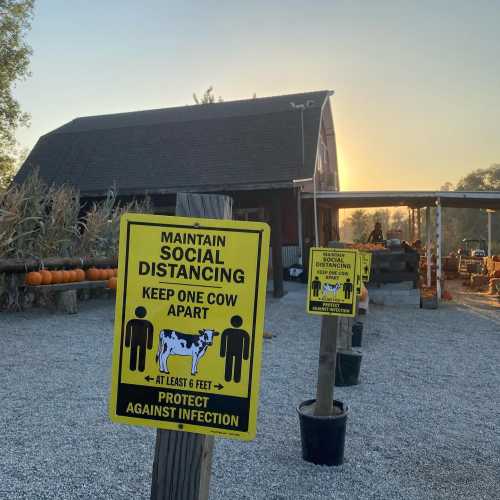 Signs promoting social distancing with cows, set against a sunset backdrop near a barn.