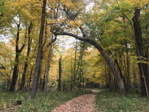 A winding path through a forest with vibrant yellow autumn leaves and a tree arching over the trail.