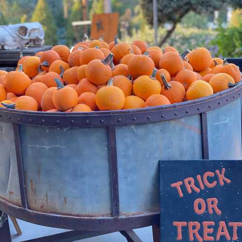 A large metal tub filled with bright orange pumpkins, with a sign reading "Trick or Treat" nearby.